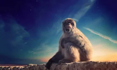 Monyet Lagi Panco: Unveiling the Thrilling World of Monkey Tag