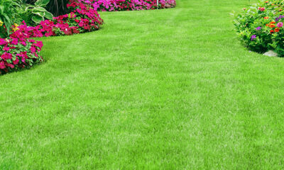 Do you want a lush, green lawn that's the envy of the neighborhood?