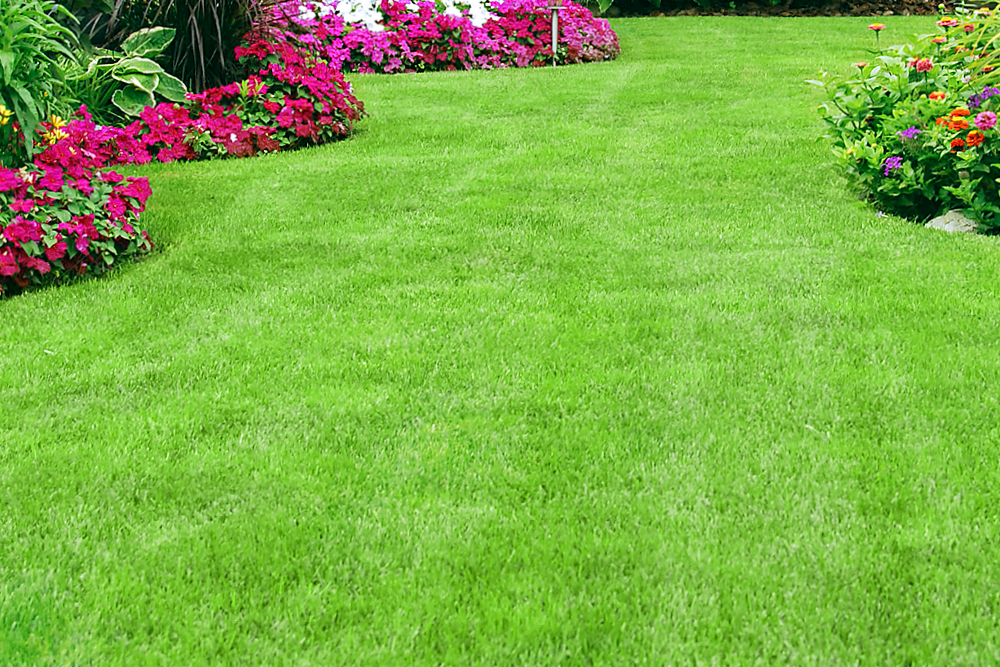 Do you want a lush, green lawn that's the envy of the neighborhood?