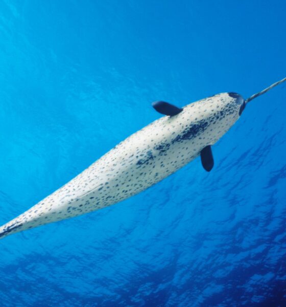 Narwhals: The Unicorns of the Sea