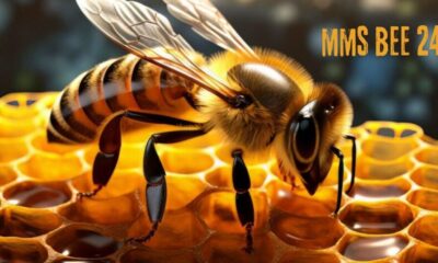 MMS 24 Bee: A Comprehensive Overview