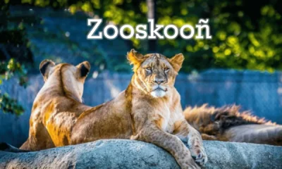 Zooskooñ: Unraveling the Mystery of an Enigmatic Term