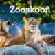 Zooskooñ: Unraveling the Mystery of an Enigmatic Term