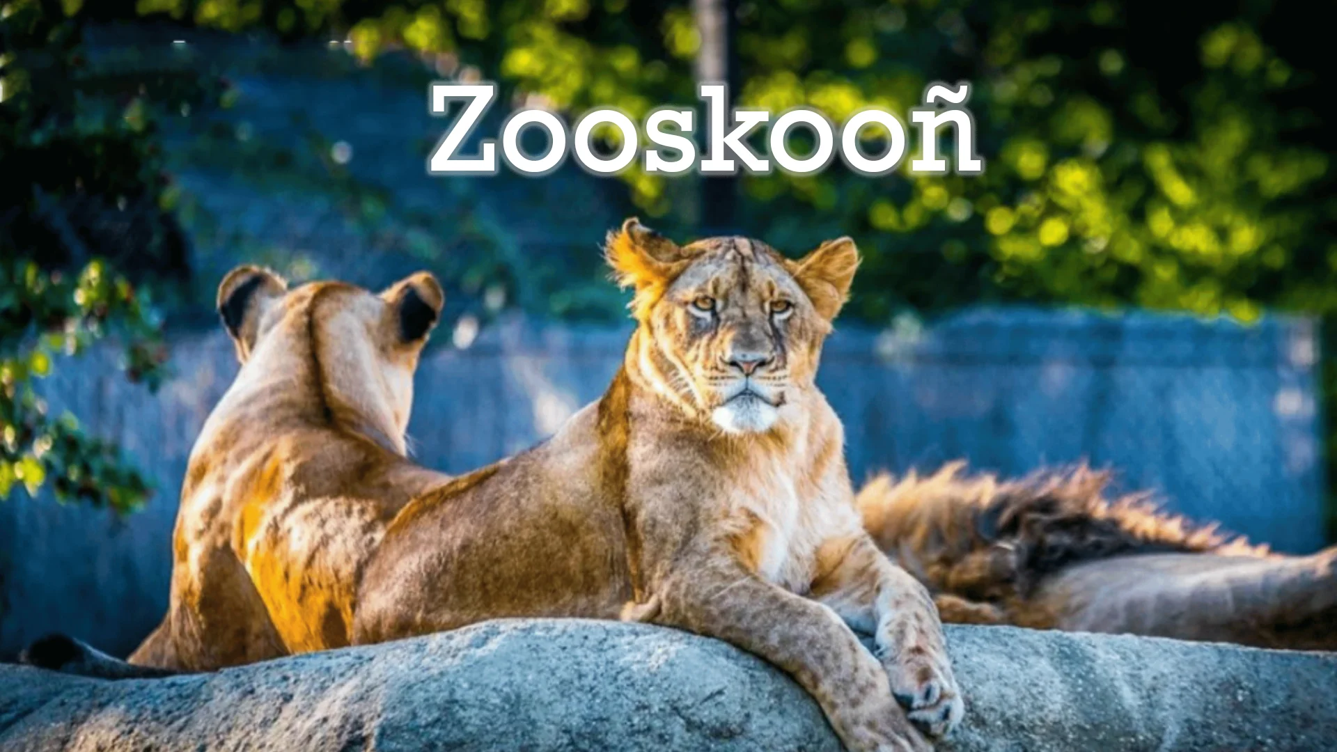 Zooskooñ: Unraveling the Mystery of an Enigmatic Term