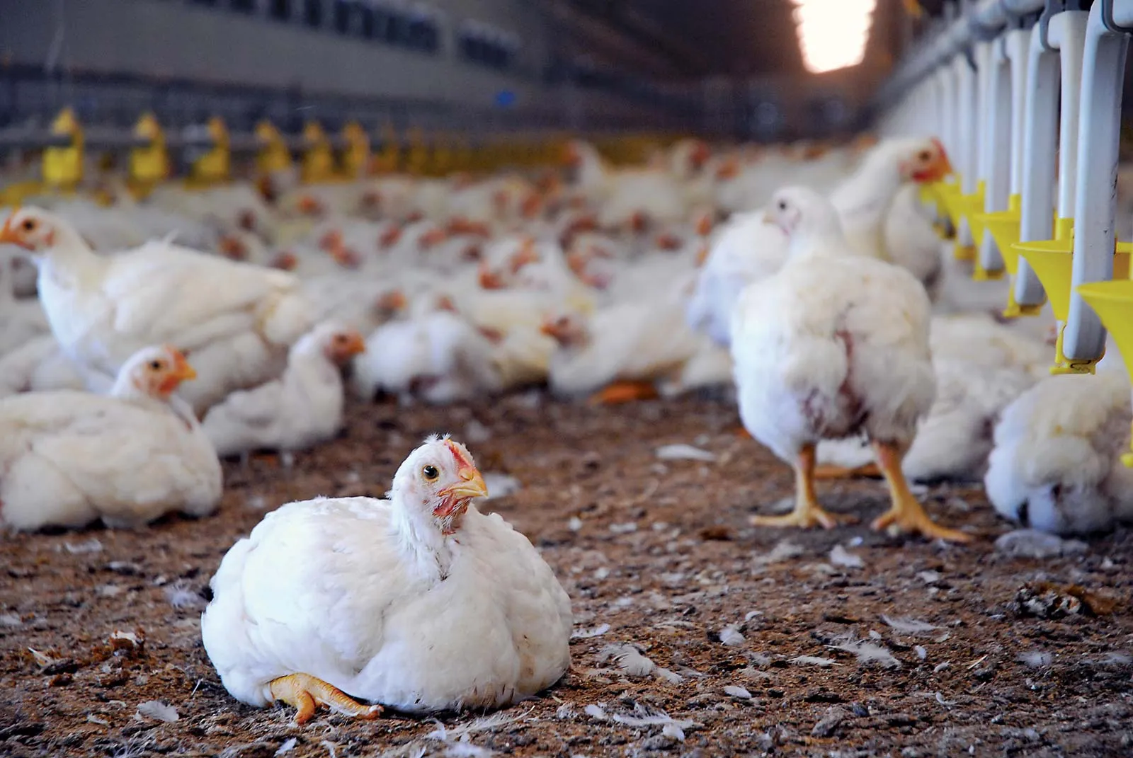 Unveiling Pollaste: A Deep Dive into Poultry Farming and Its Modern Significance
